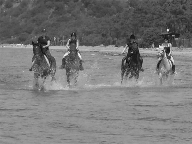  Agricampego -99- Gallop 